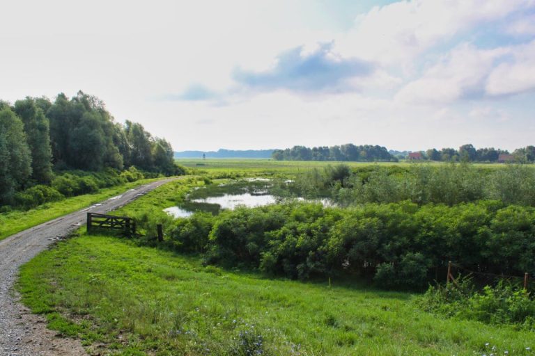 Gajna